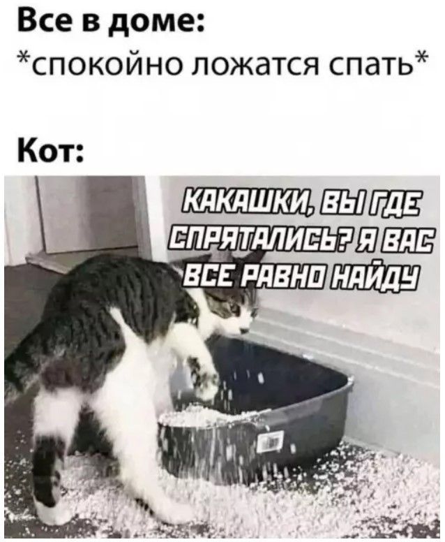 Все в доме: *спокойно ложатся спать* Кот: КАКАШКИ, ВЫ ГДЕ СПРЯТАЛИСЬ? Я ВАС ВСЕ РАВНО НАЙДУ