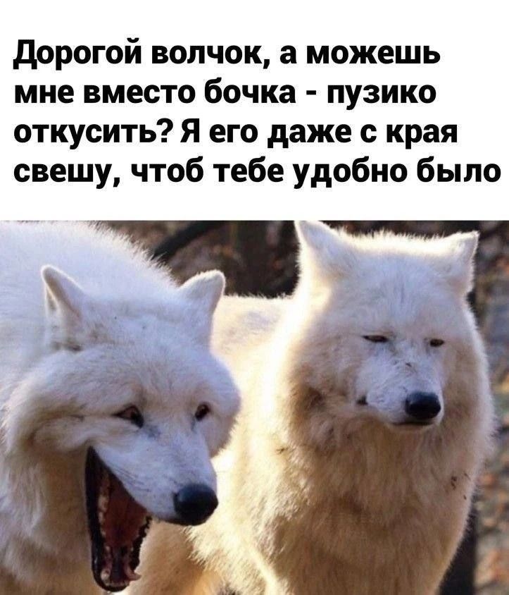 Дорогой волчок, а можешь мне вместо бочка - пузико откусить? Я его даже с края свешу, чтоб тебе удобно было