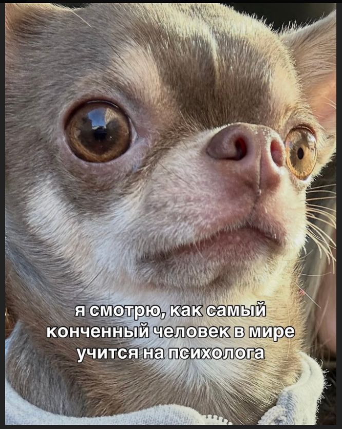 я смотрю, как самый конченный человек в мире учится на психолога