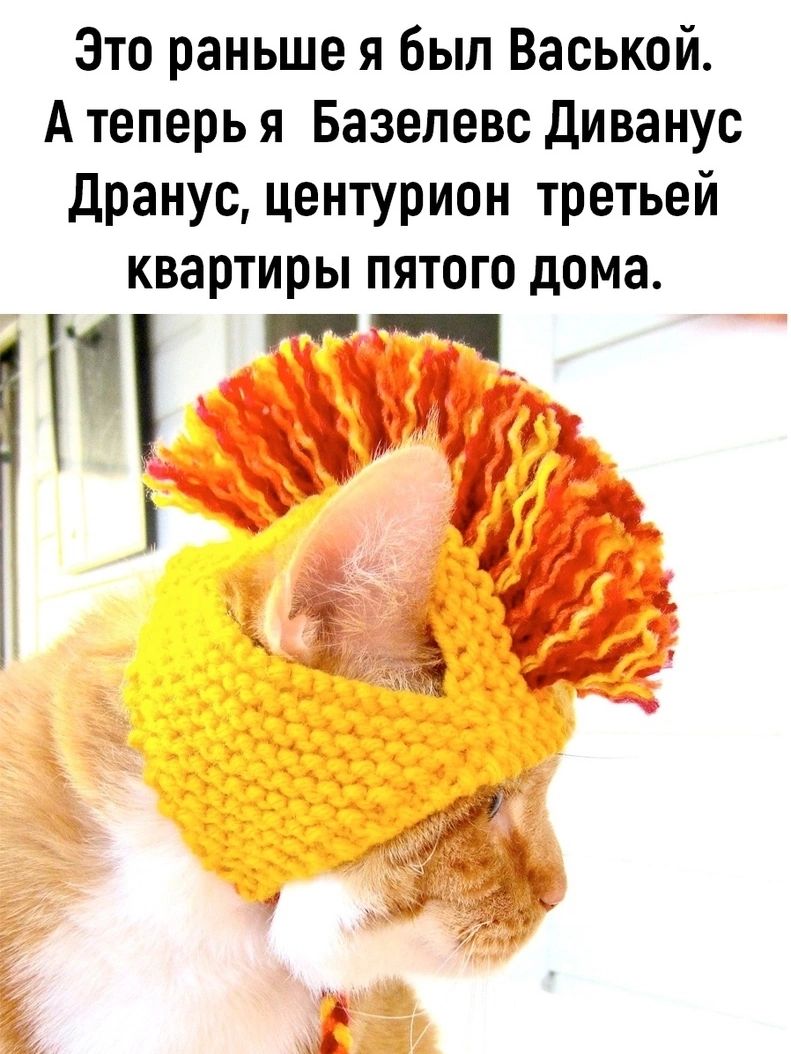 Это раньше я был Васькой. А теперь я Базелевс Диванус Дранус, центурион третьей квартиры пятого дома.