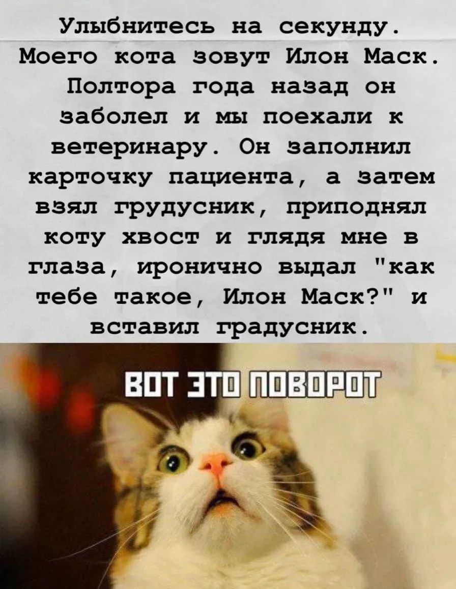 Улыбнитесь на секунду. Моего кота зовут Илон Маск. Полтора года назад он заболел и мы поехали к ветеринару. Он заполнил карточку пациента, а затем взял градусник, приподнял коту хвост и глядя мне в глаза, иронично выдал 