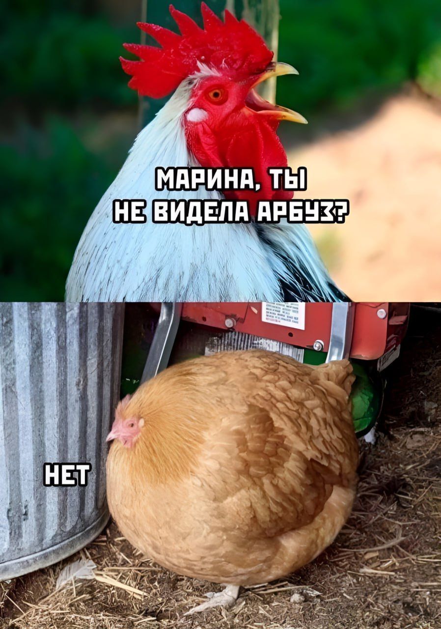 МАРИНА, ТЫ НЕ ВИДЕЛА АРБУЗ? НЕТ