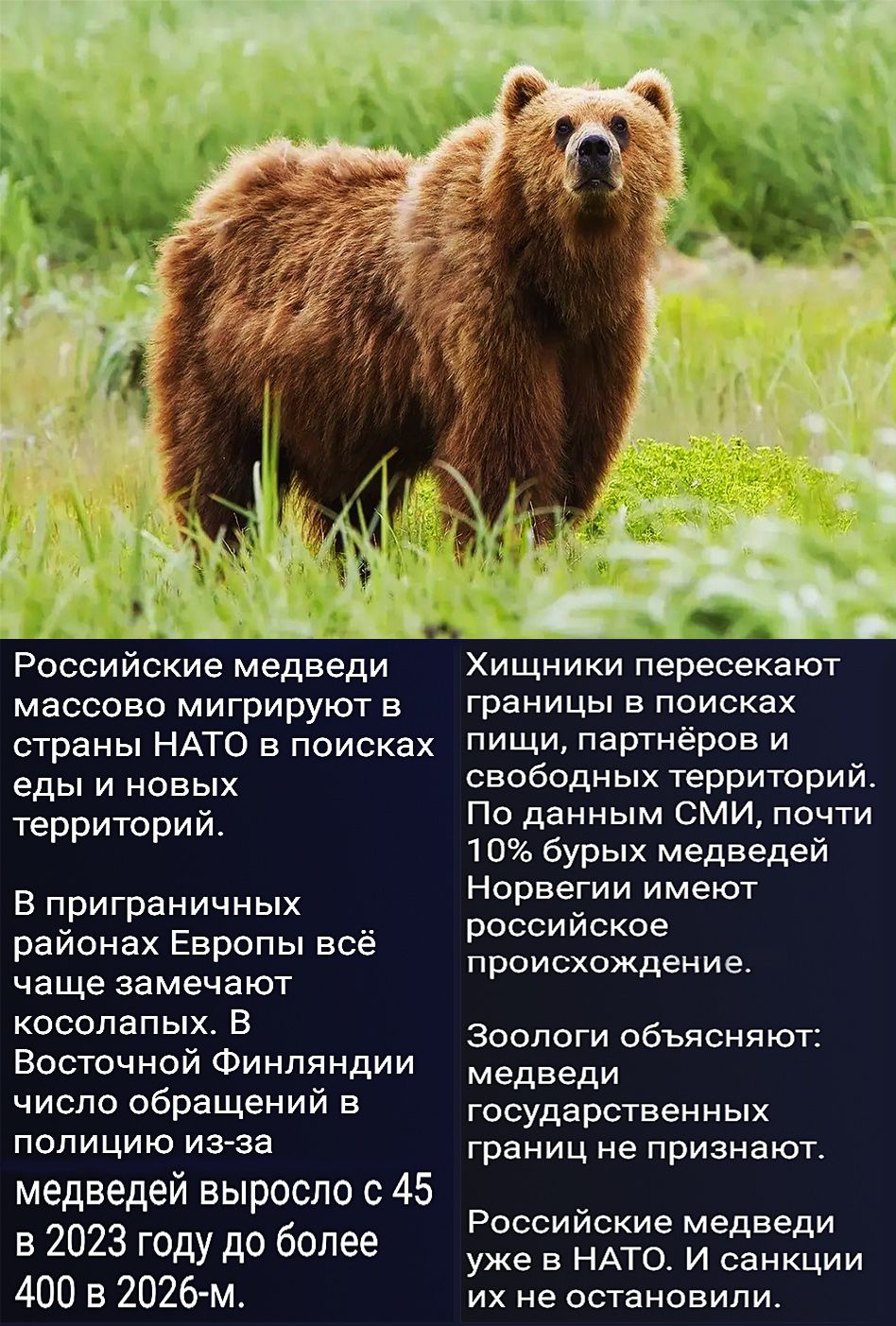 Российские медведи массово мигрируют в страны НАТО в поисках еды и новых территорий. В приграничных районах Европы всё чаще замечают косолапых. В Восточной Финляндии число обращений в полицию из-за медведей выросло с 45 в 2023 году до более 400 в 2026-м. Хищники пересекают границы в поисках пищи, партнёров и свободных территорий. По данным СМИ,