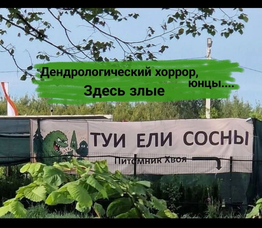 Дендрологический хоррор, здесь злые юнцы... ТУИ ЕЛИ СОСНЫ. Питомник хвоя