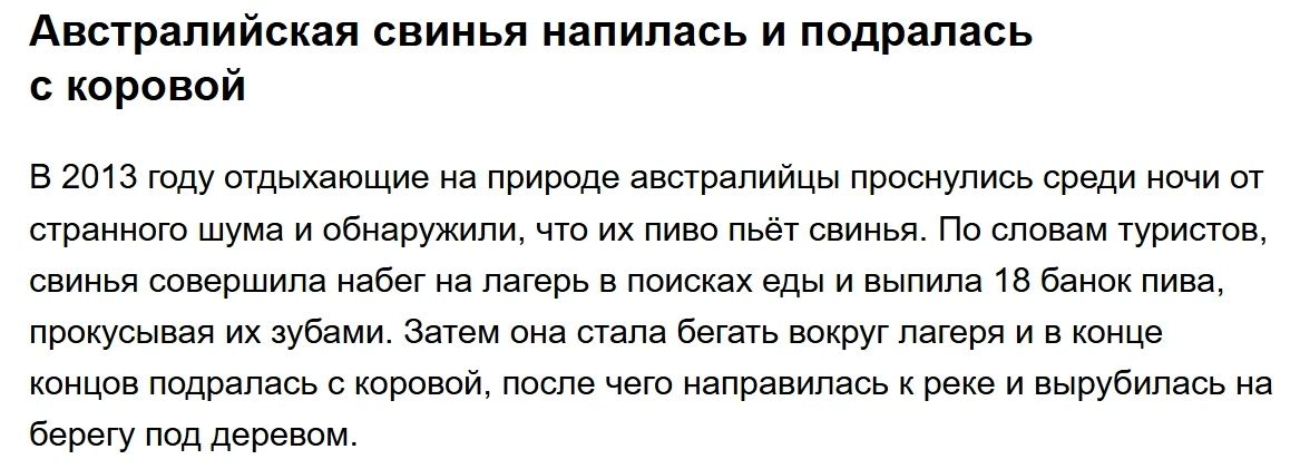 Австралийская свинья напилась и подралась с коровой. В 2013 году отдыхающие на природе австралийцы проснулись среди ночи от странного шума и обнаружили, что их пиво пьёт свинья. По словам туристов, свинья совершила набег на лагерь в поисках еды и выпила 18 банок пива, прокусывая их зубами. Затем она стала бегать вокруг лагеря и в конце концов
