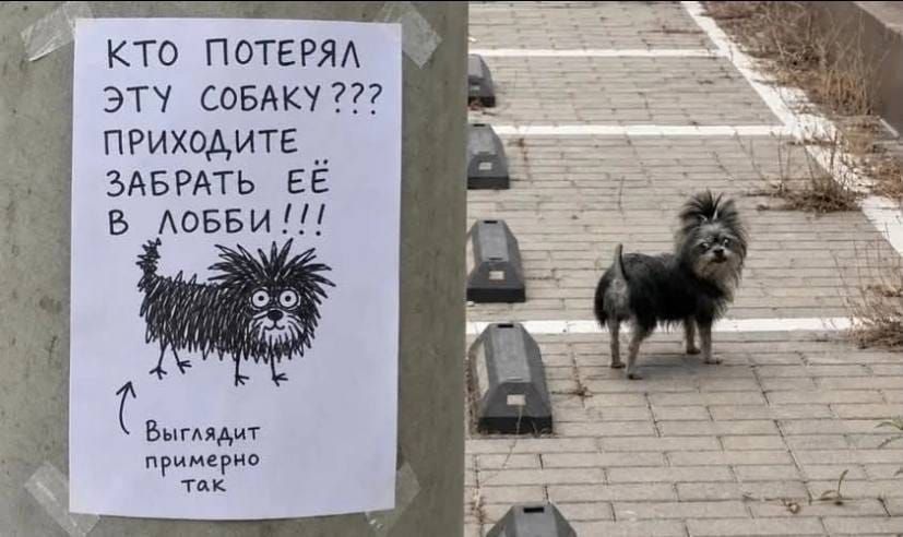 КТО ПОТЕРЯЛ ЭТУ СОБАКУ??? ПРИХОДИТЕ ЗАБРАТЬ ЕЁ В ЛОББИ!!! ВЫГЛЯДИТ ПРИМЕРНО ТАК