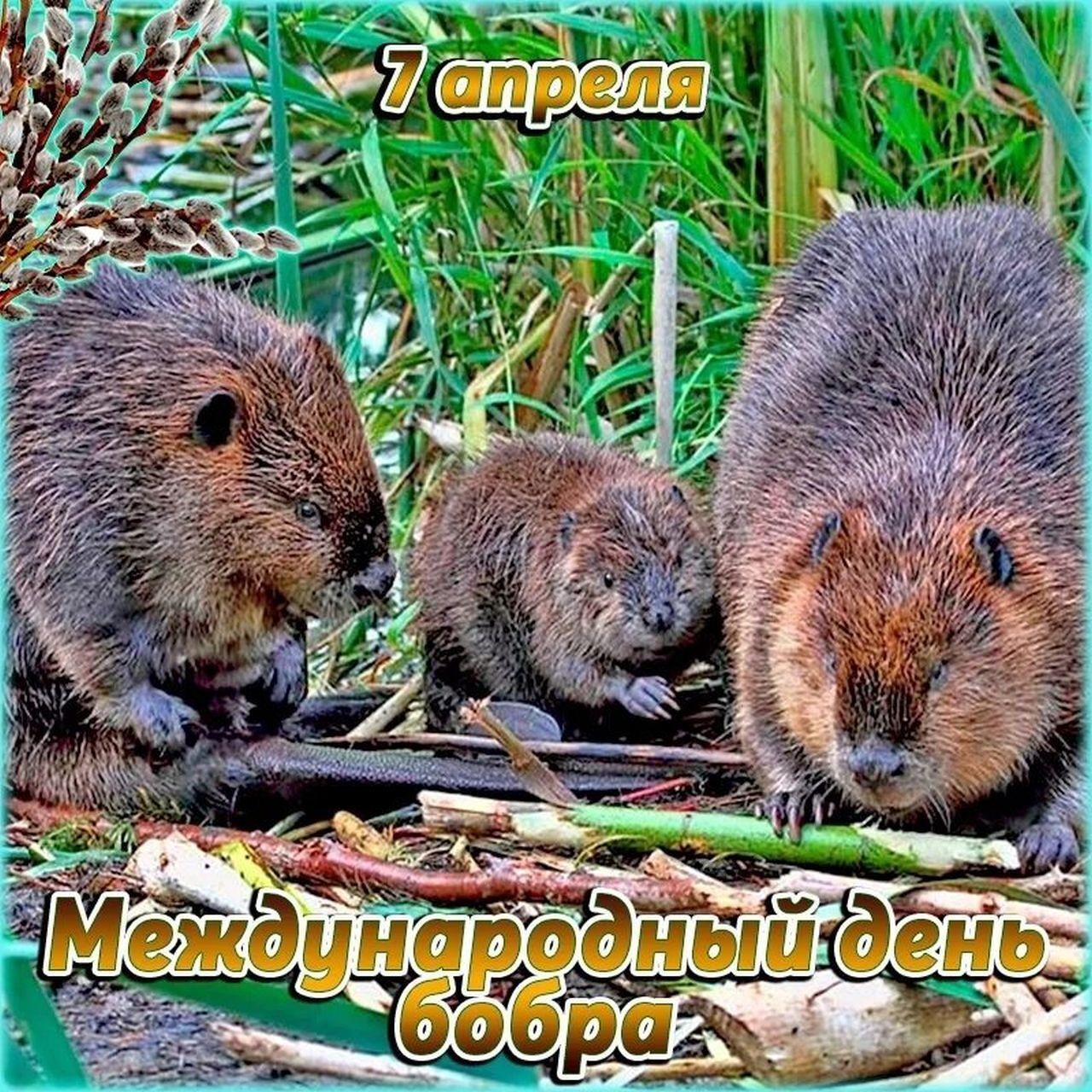 7 апреля Международный день бобра