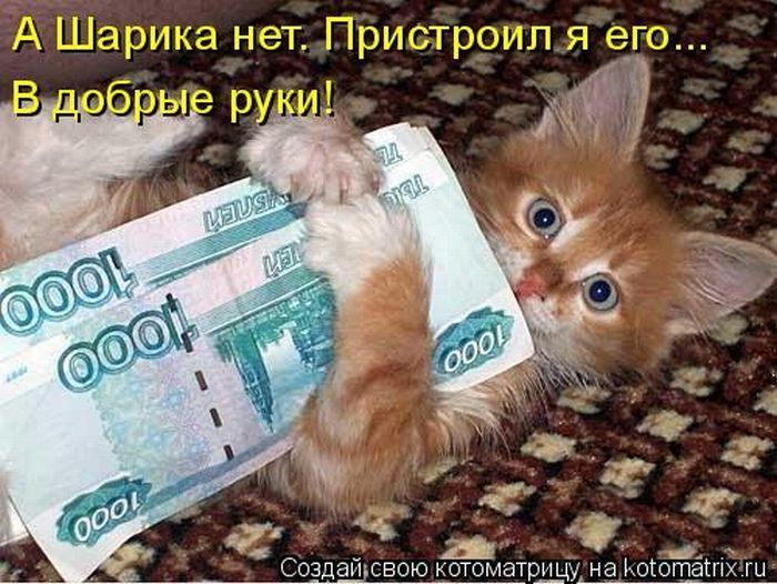 А Шарика нет. Пристроил я его... В добрые руки! Создай свою котоматрицу на kotomatrix.ru
