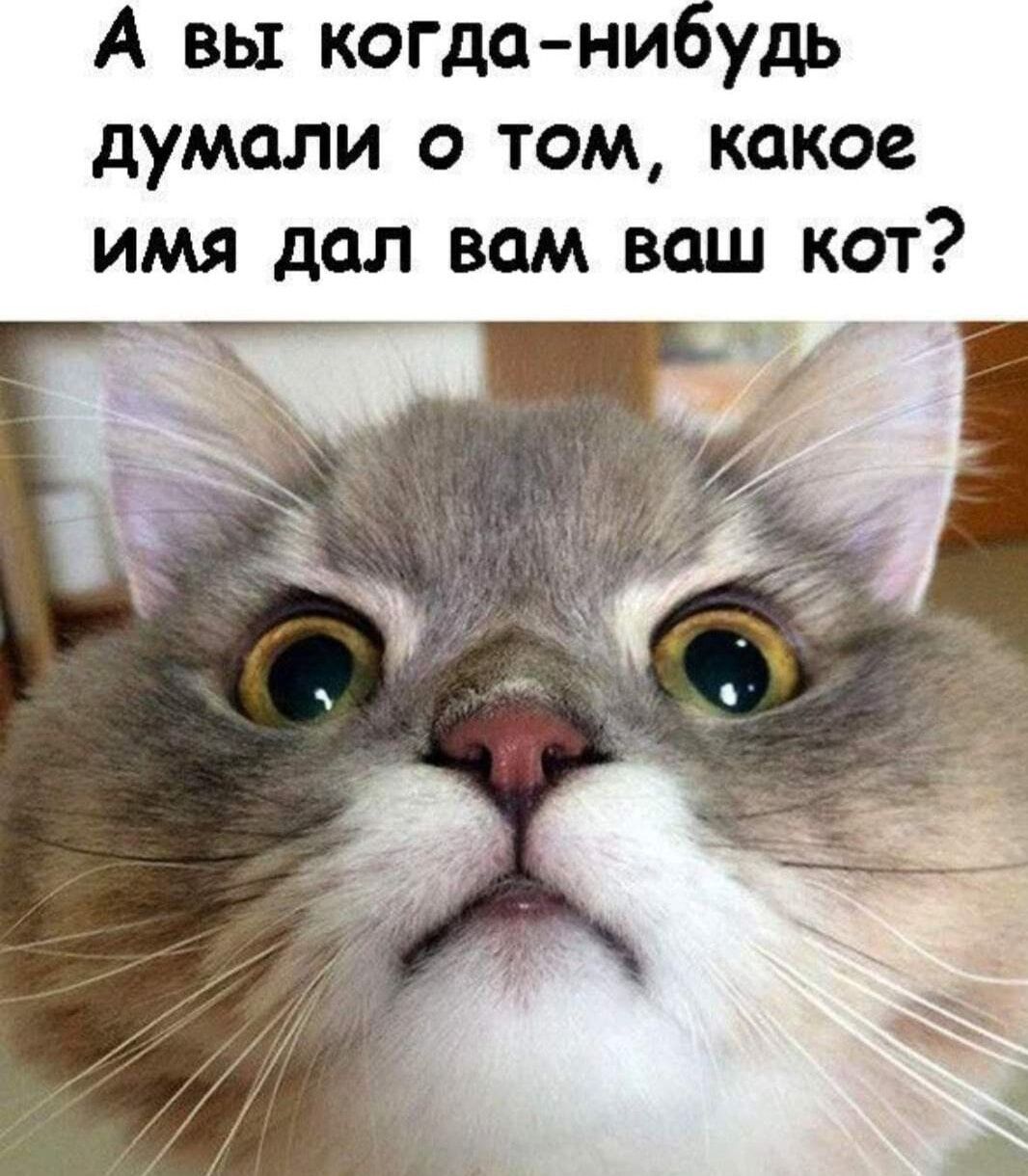 А вы когда-нибудь думали о том, какое имя дал вам ваш кот?
