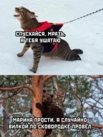 Спускайся, мразь, я тебя ушатаю! Марина прости, я случайно вилкой по сковородке провёл