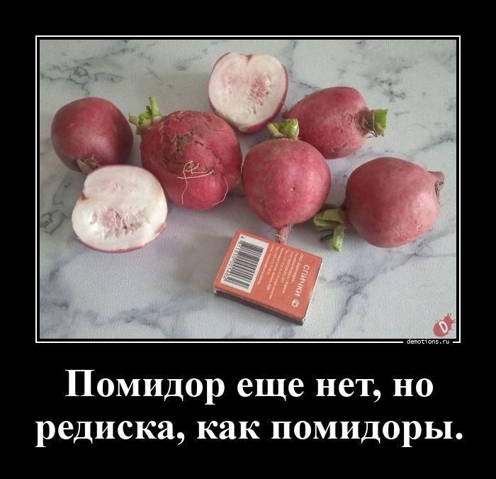 Помидор еще нет, но редиска, как помидоры.
