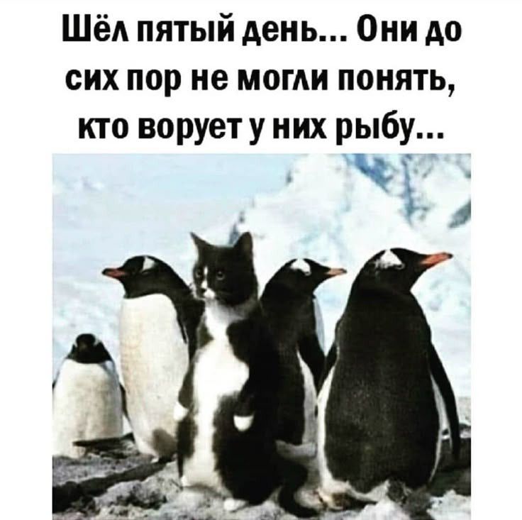 Шёл пятый день... Они до сих пор не могли понять, кто ворует у них рыбу...