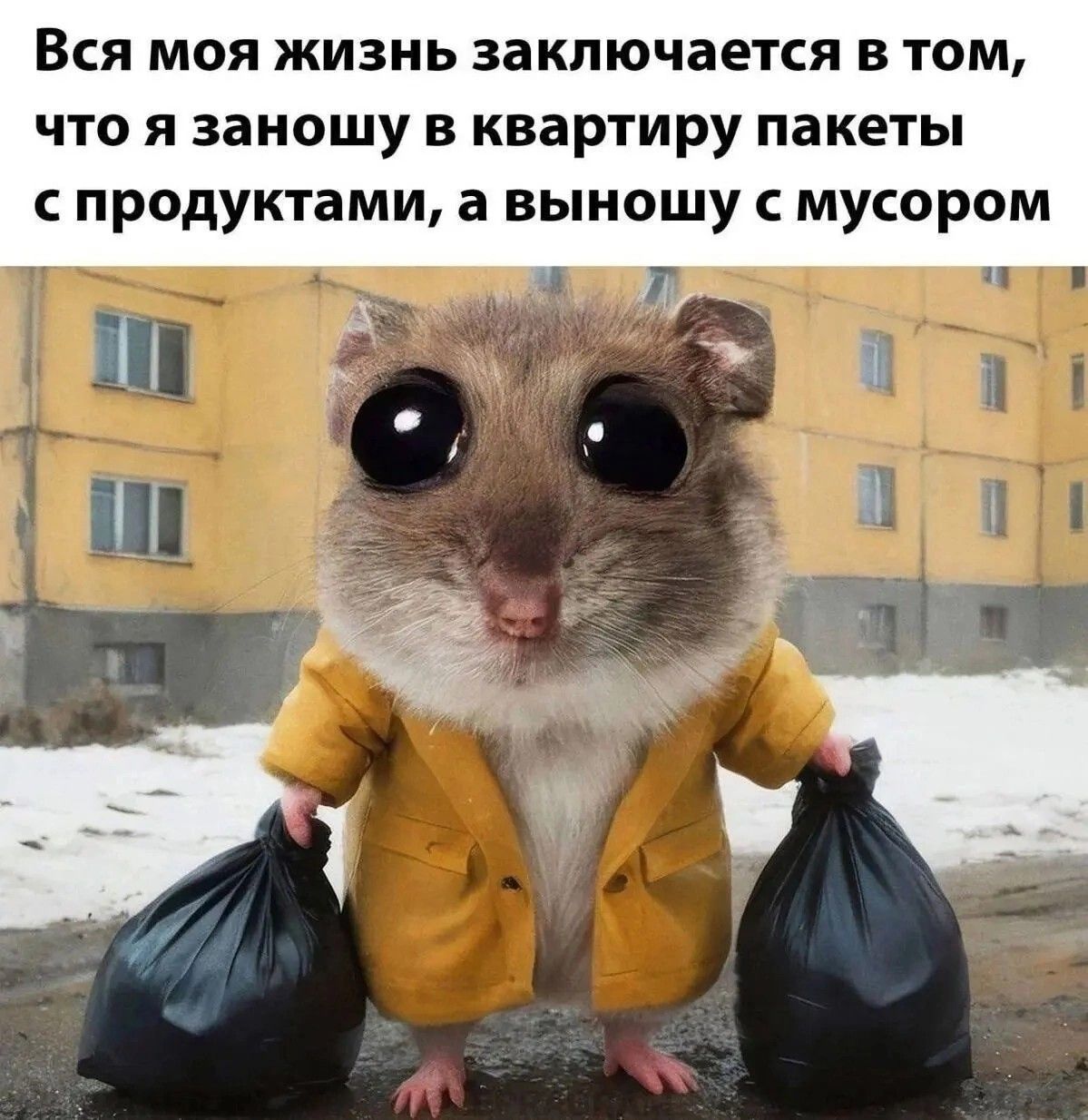 Вся моя жизнь заключается в том, что я заношу в квартиру пакеты с продуктами, а выношу с мусором
