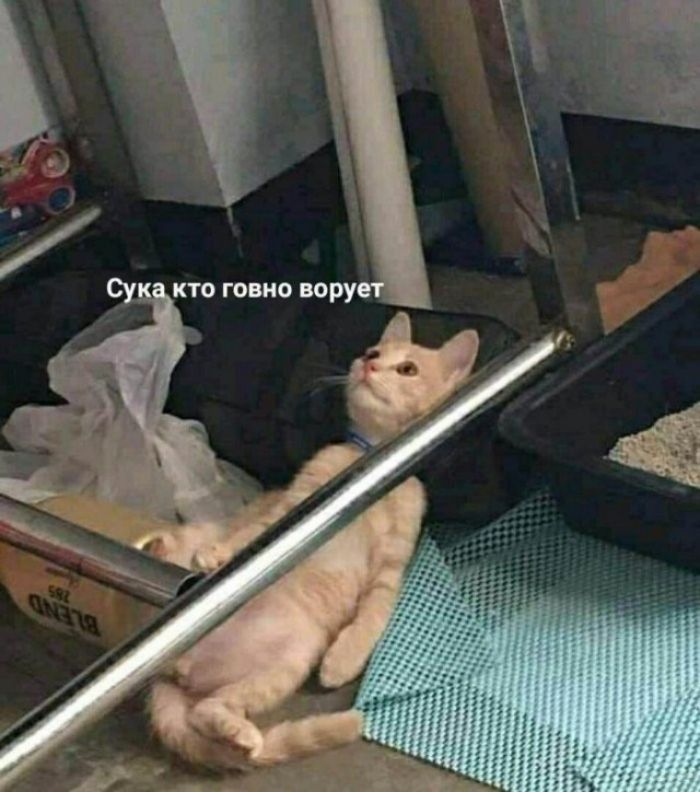 Сука кто говно ворует