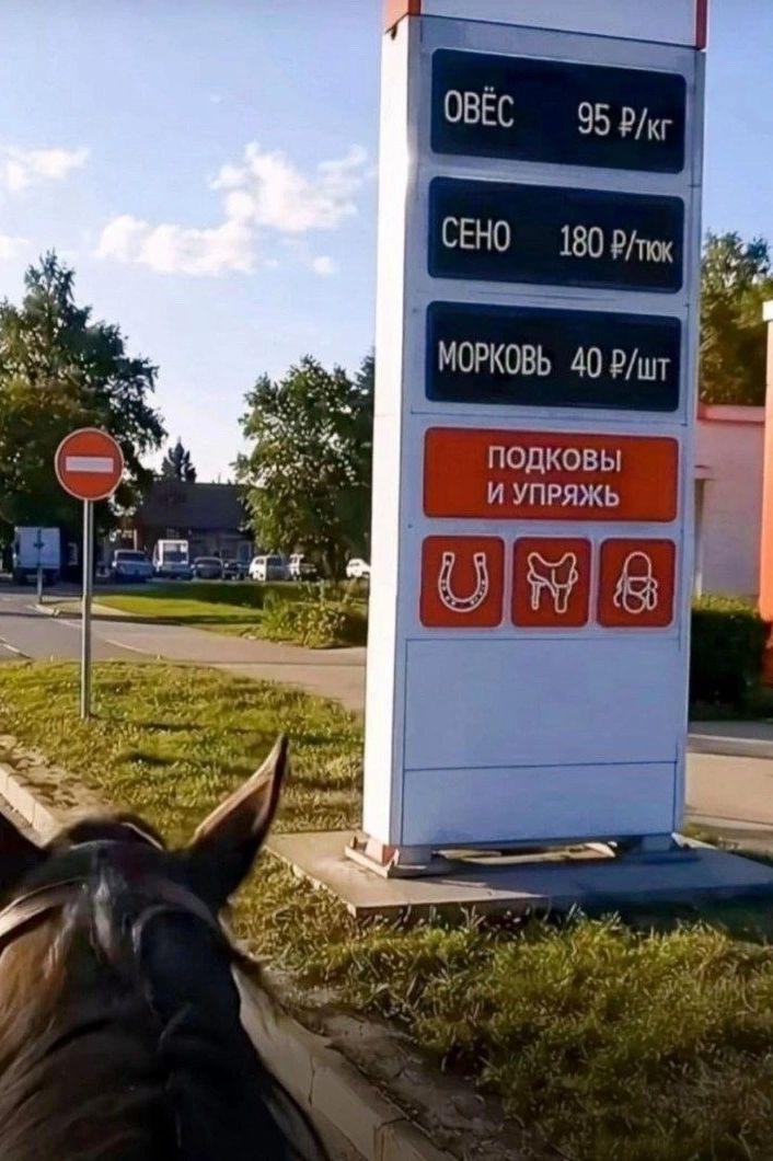 ОВЁС 95 Р/кг СЕНО 180 Р/тюк МОРКОВЬ 40 Р/шт ПОДКОВЫ И УПРЯЖЬ