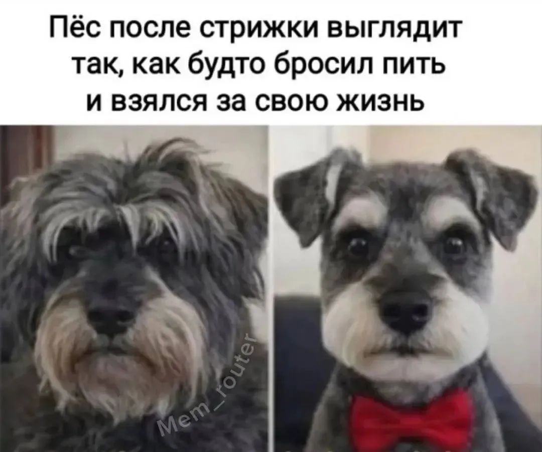Пёс после стрижки выглядит так, как будто бросил пить и взялся за свою жизнь