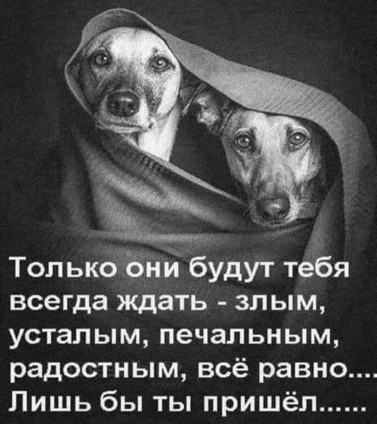 Только они будут тебя всегда ждать - злым, усталым, печальным, радостным, всё равно.... Лишь бы ты пришёл......