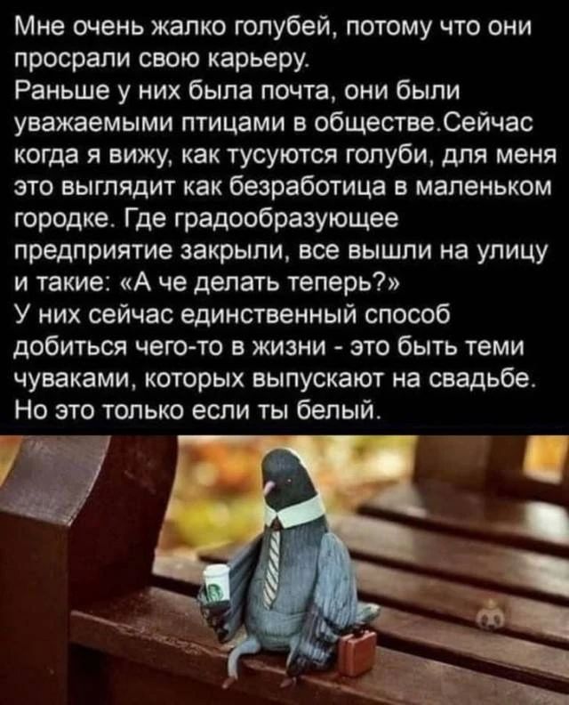 Мне очень жалко голубей, потому что они просрали свою карьеру. Раньше у них была почта, они были уважаемыми птицами в обществе. Сейчас когда я вижу, как тусуются голуби, для меня это выглядит как безработица в маленьком городке. Где градообразующее предприятие закрыли, все вышли на улицу и такие: «А че делать теперь?» У них сейчас единственный
