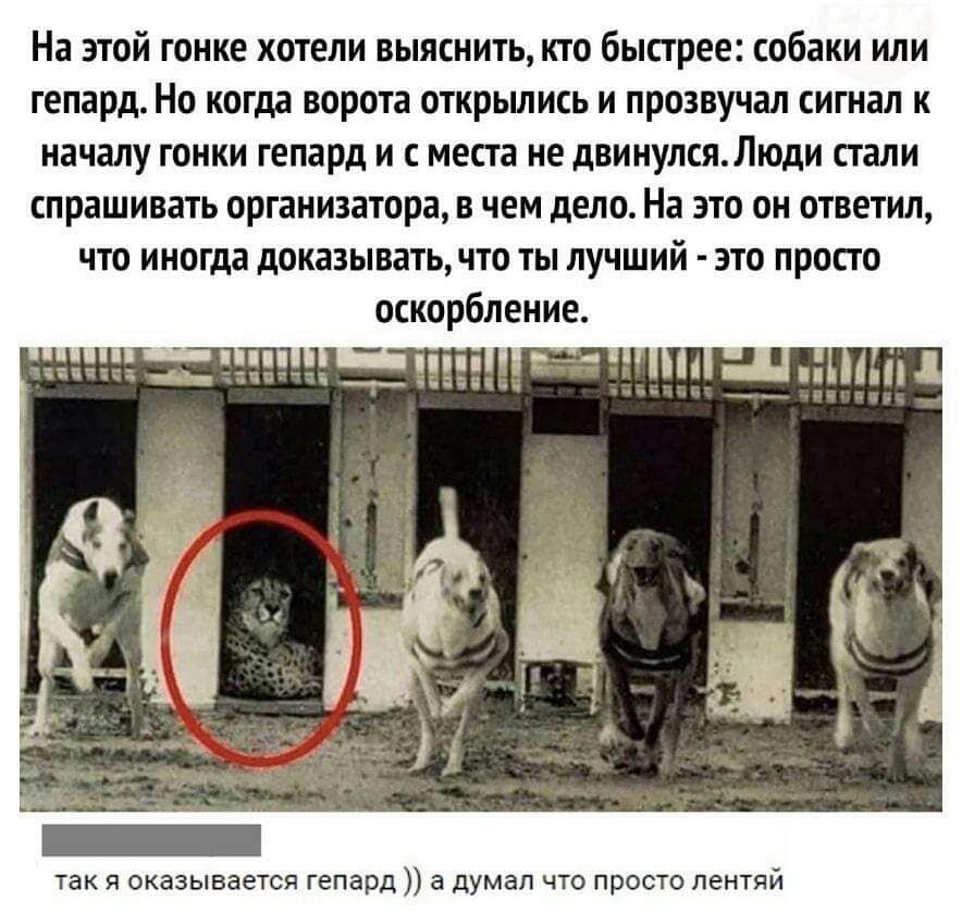 На этой гонке хотели выяснить, кто быстрее: собаки или гепард. Но когда ворота открылись и прозвучал сигнал к началу гонки гепард и с места не двинулся. Люди стали спрашивать организатора, в чем дело. На это он ответил, что иногда доказывать, что ты лучший - это просто оскорбление. так я оказывается гепард )) а думал что просто лентяй