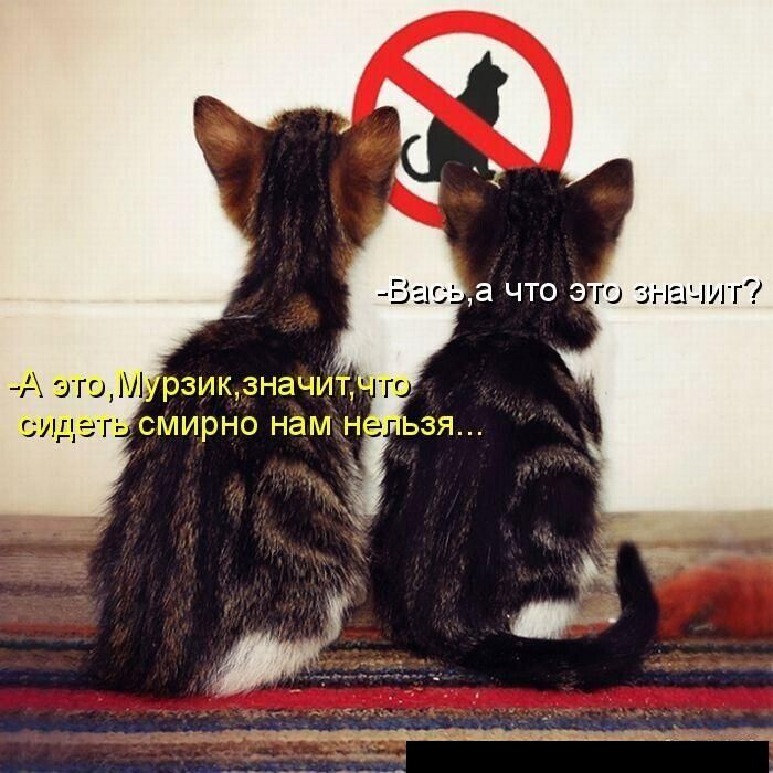 -Вась, а что это значит? -А это, Мурзик, значит, что сидеть смирно нам нельзя...