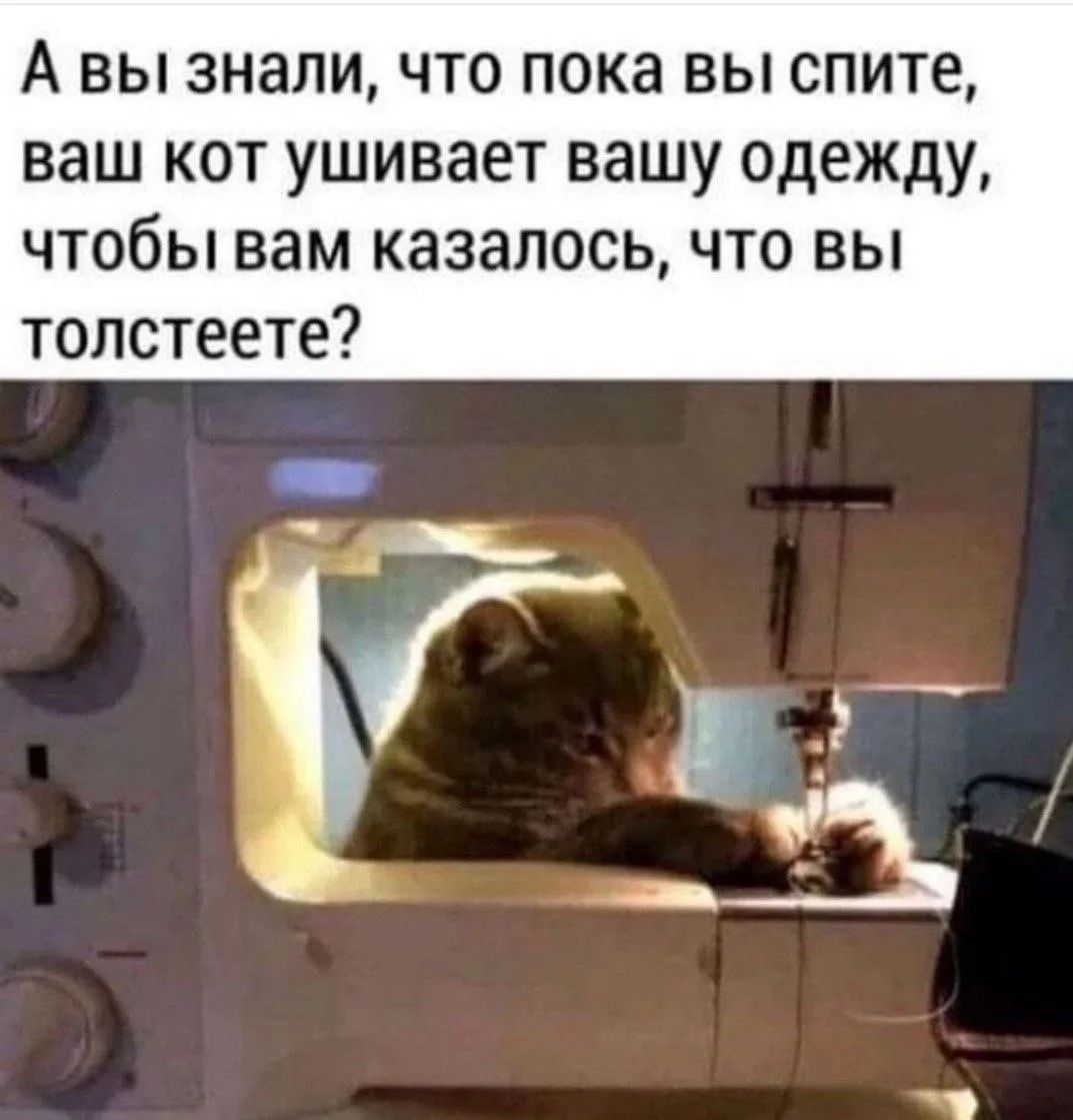 А вы знали, что пока вы спите, ваш кот ушивает вашу одежду, чтобы вам казалось, что вы толстеете?