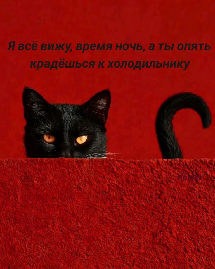 Я всё вижу, время ночь, а ты опять крадёшься к холодильнику