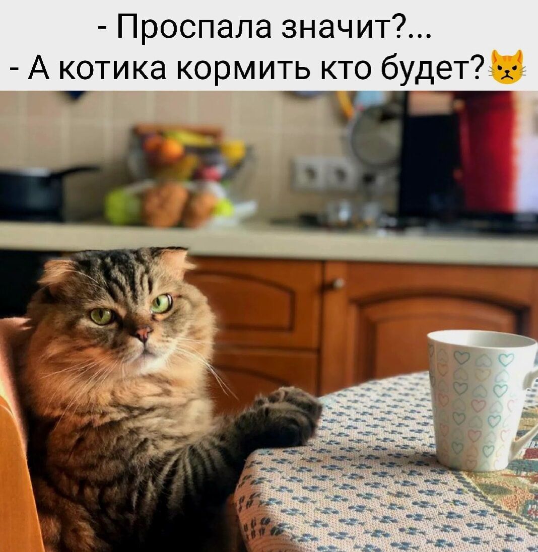 - Проспала значит?...
- А котика кормить кто будет?