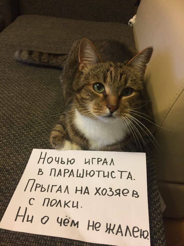Ночью играл в парашютиста. Прыгал на хозяев с полки. Ни о чём не жалею.