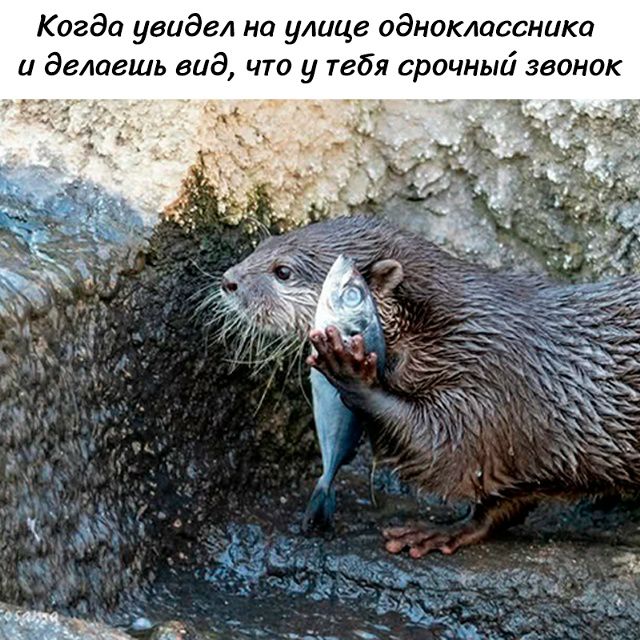 Когда увидел на улице одноклассника и делаешь вид, что у тебя срочный звонок