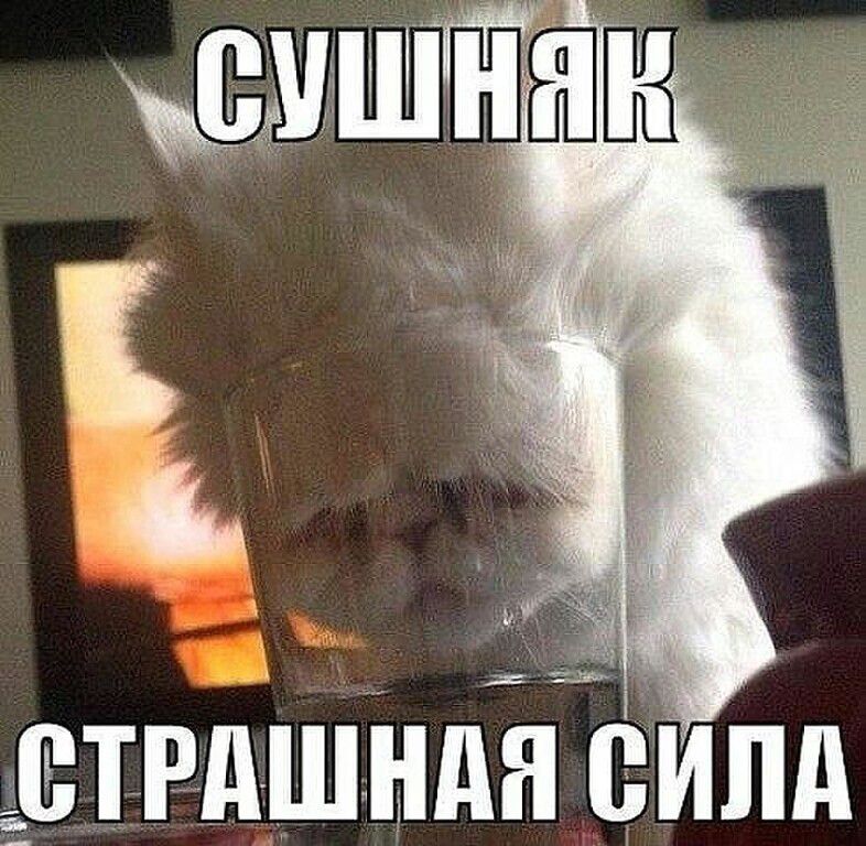СУШНЯК СТРАШНАЯ СИЛА