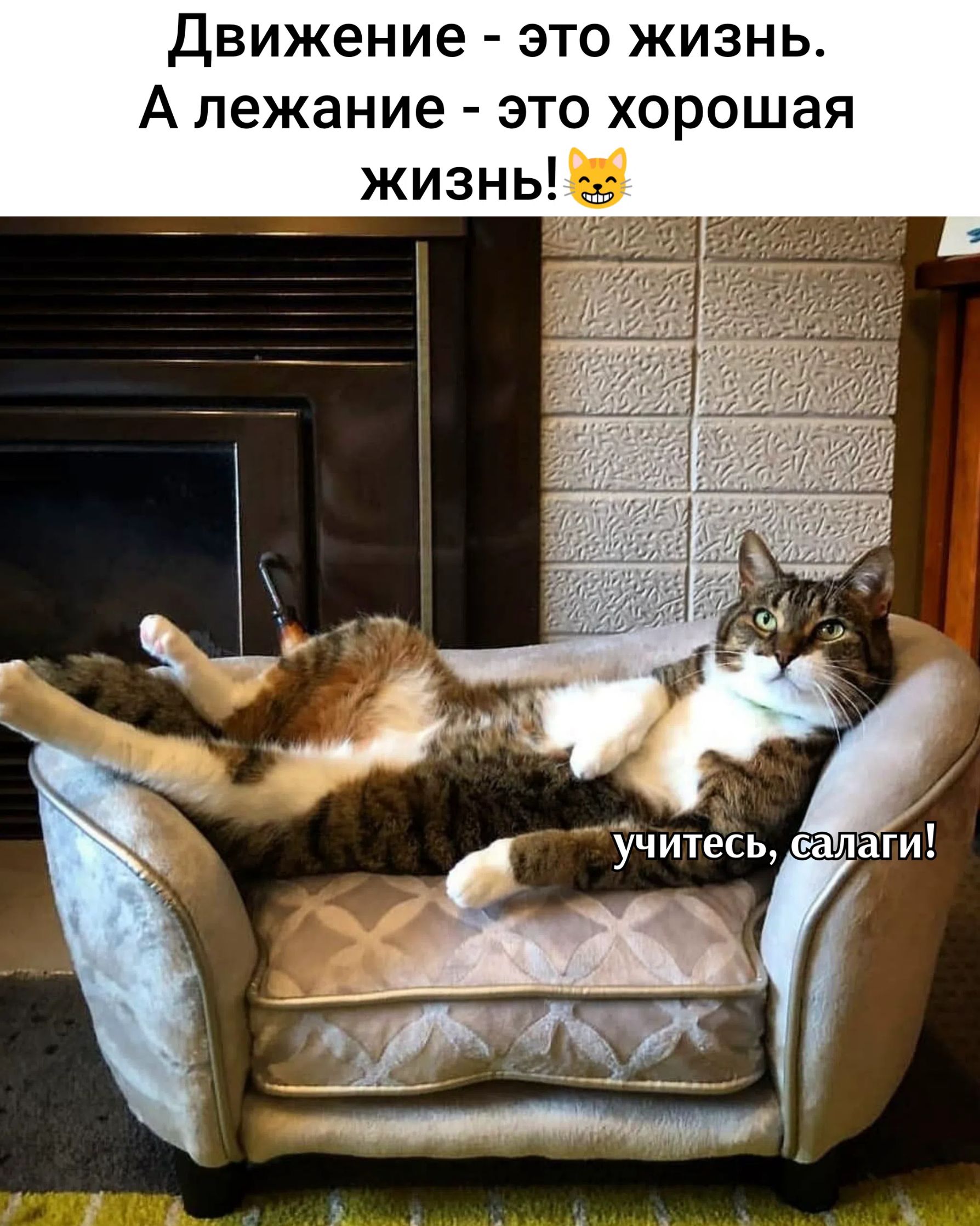 Движение - это жизнь. А лежание - это хорошая жизнь! 😸 учитесь, салаги!