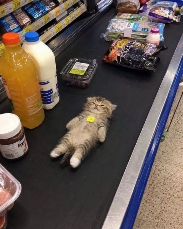 маленький котенок лежит на ленте на кассе в супермаркете с ценником на груди