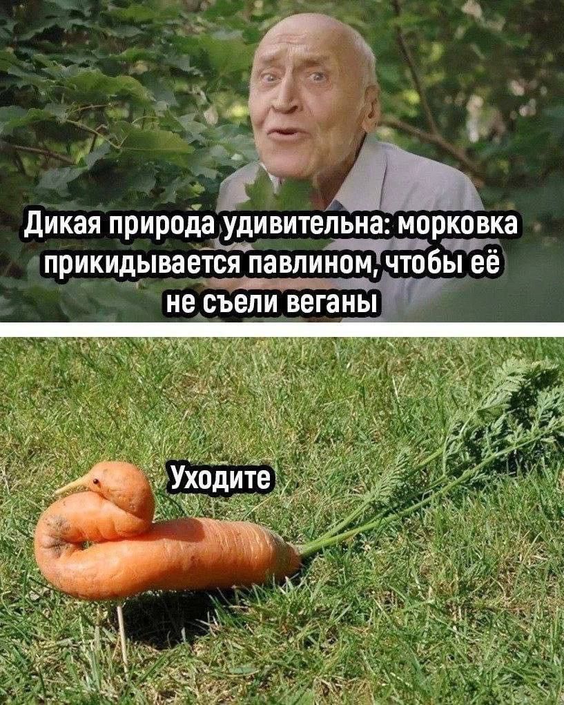 Дикая природа удивительна: морковка прикидывается павлином, чтобы её не съели веганы Уходите
