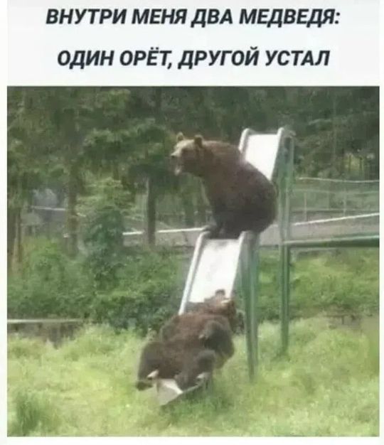 ВНУТРИ МЕНЯ ДВА МЕДВЕДЯ: ОДИН ОРЁТ, ДРУГОЙ УСТАЛ