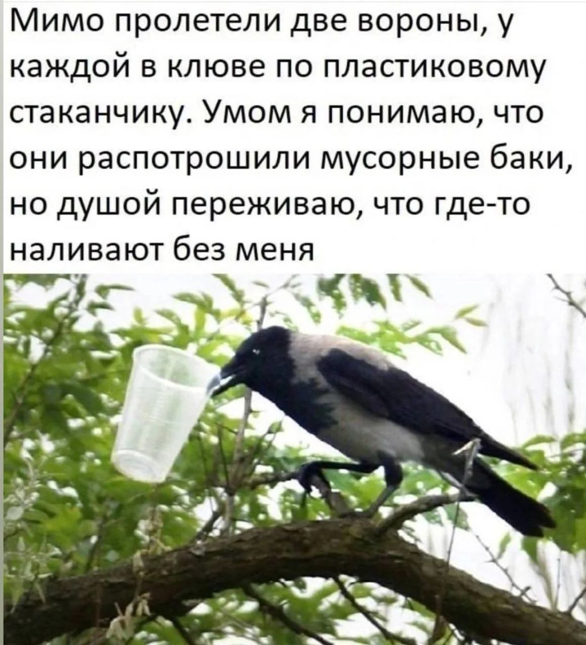 Мимо пролетели две вороны, у каждой в клюве по пластиковому стаканчику. Умом я понимаю, что они распотрошили мусорные баки, но душой переживаю, что где-то наливают без меня