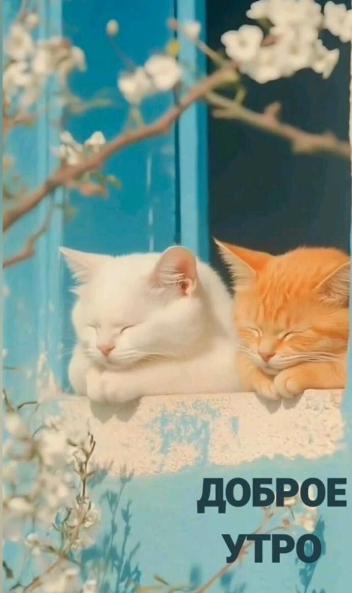 ДОБРОЕ УТРО