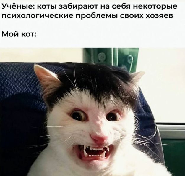 Учёные: коты забирают на себя некоторые психологические проблемы своих хозяев Мой кот: