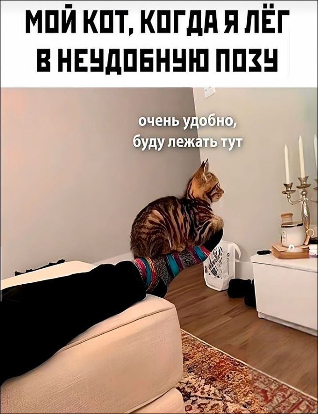 МОЙ КОТ, КОГДА Я ЛЁГ В НЕУДОБНУЮ ПОЗУ очень удобно, буду лежать тут
