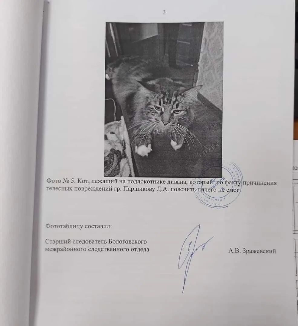 Фото № 5. Кот, лежащий на подлокотнике дивана, который по факту причинения телесных повреждений гр. Паршикову Д.А. пояснить ничего не смог. Фототаблицу составил: Старший следователь Бологовского межрайонного следственного отдела А.В. Зражевский