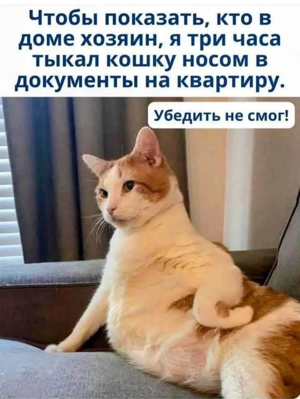 Чтобы показать, кто в доме хозяин, я три часа тыкал кошку носом в документы на квартиру. Убедить не смог!