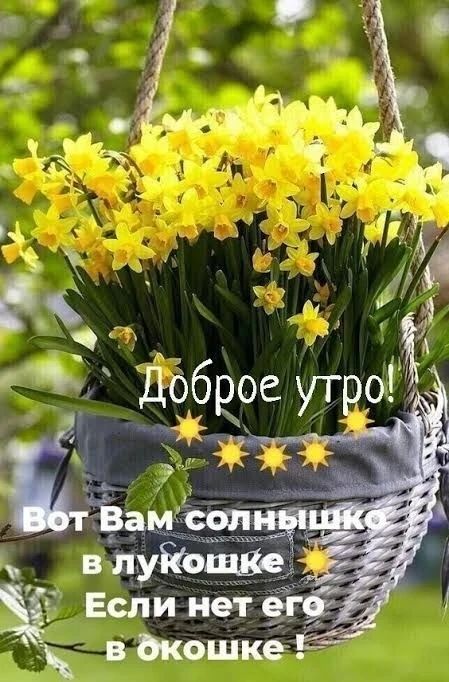 Доброе утро! Вот Вам солнышко в лукошке Если нет его в окошке!