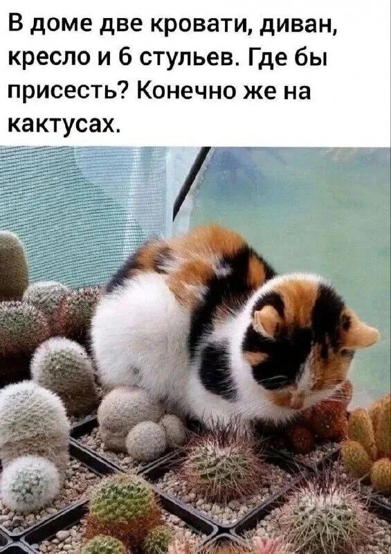 В доме две кровати, диван, кресло и 6 стульев. Где бы присесть? Конечно же на кактусах.