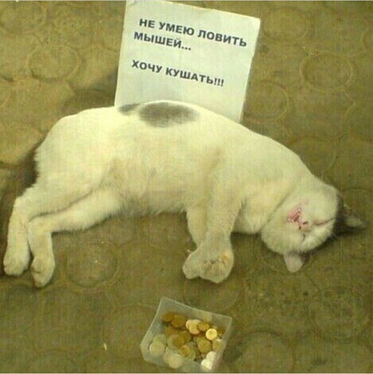 НЕ УМЕЮ ЛОВИТЬ МЫШЕЙ... ХОЧУ КУШАТЬ!!!