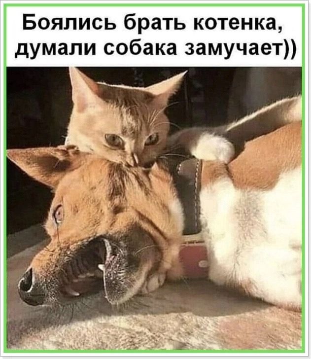 Боялись брать котенка, думали собака замучает))
