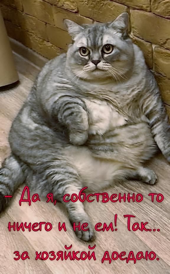 - Да я, собственно то ничего и не ем! Так... за хозяйкой доедаю.