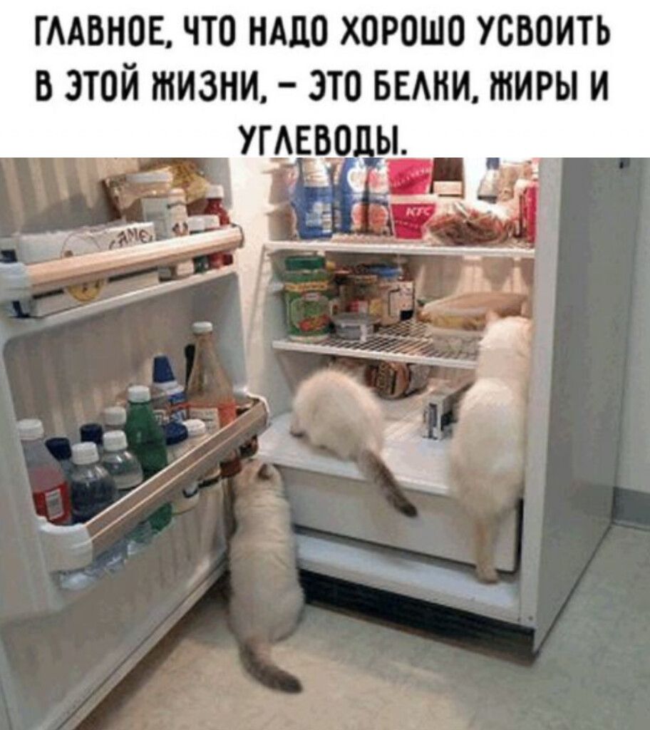 ГЛАВНОЕ, ЧТО НАДО ХОРОШО УСВОИТЬ В ЭТОЙ ЖИЗНИ, – ЭТО БЕЛКИ, ЖИРЫ И УГЛЕВОДЫ.