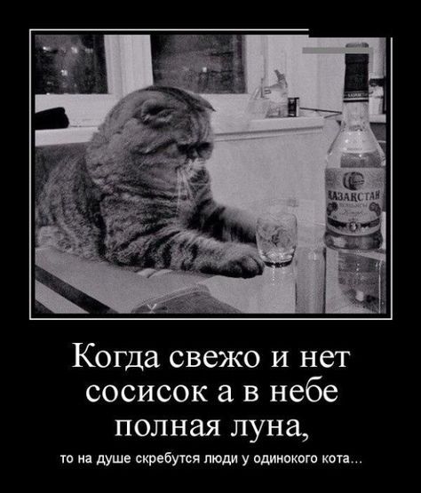 Когда свежо и нет сосисок а в небе полная луна, то на душе скребутся люди у одинокого кота...