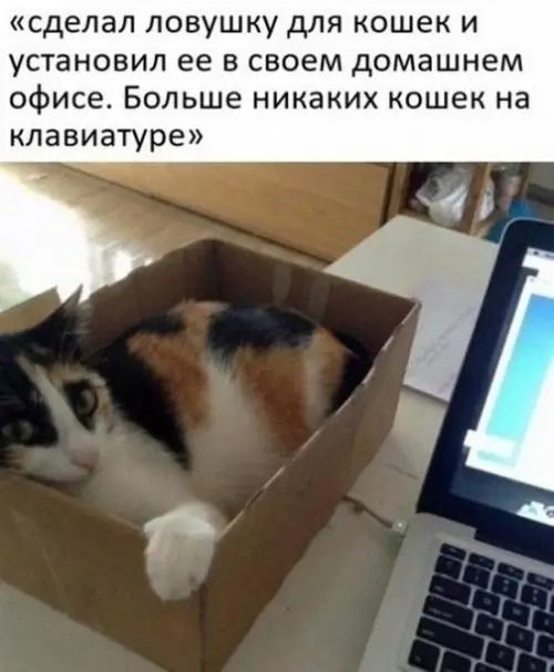 «сделал ловушку для кошек и установил ее в своем домашнем офисе. Больше никаких кошек на клавиатуре»
