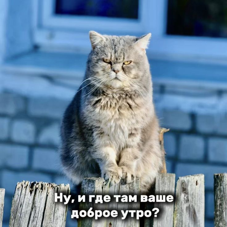 Ну, и где там ваше доброе утро?