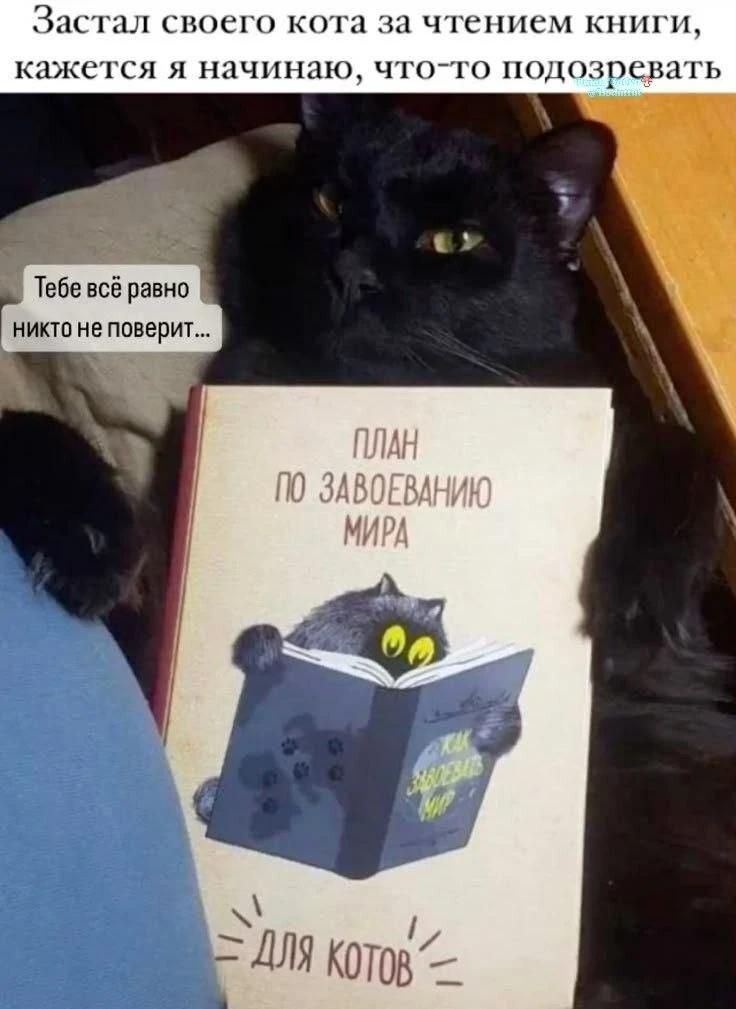 Застал своего кота за чтением книги, кажется я начинаю, что-то подозревать Тебе всё равно никто не поверит... План по завоеванию мира для котов